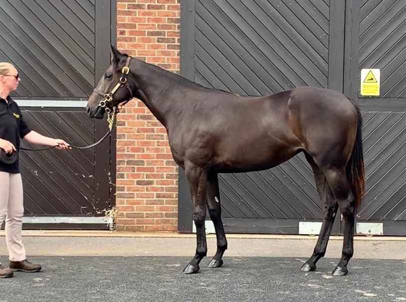 Our Horse The Coffee Pod Dot Co filly