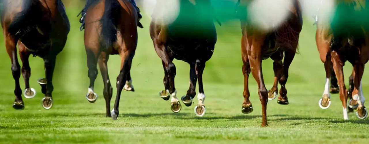 At The Races 